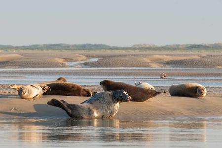 Observez les phoques en Baie d'Authie